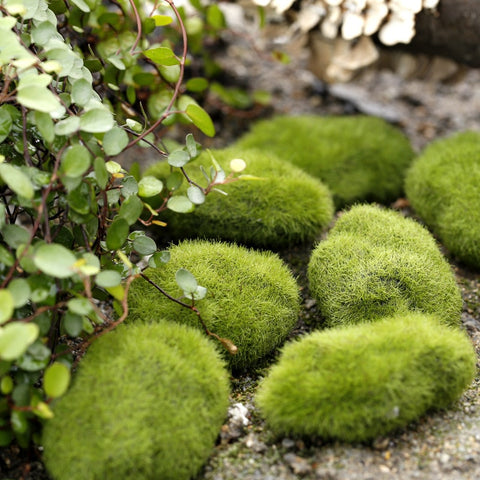 1PCS Ant Farm Mini Moss Stones Decoration Ecology Ant Nest Accessories Tool Pet Anthill for Ant House Micro-Landscape Decoration image